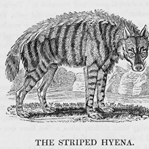 Hyaenidae Collection: Striped Hyaena