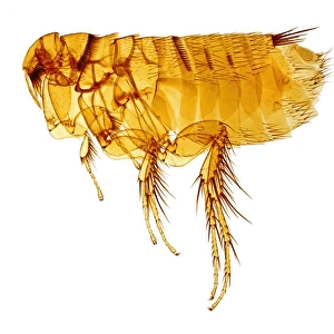 Hystrichopsylla talpae talpae, mole flea