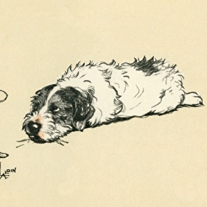 Illustration by Cecil Aldin, Sealyham terrier