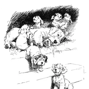 Illustration of a Sealyham terrier litter by Cecil Aldin