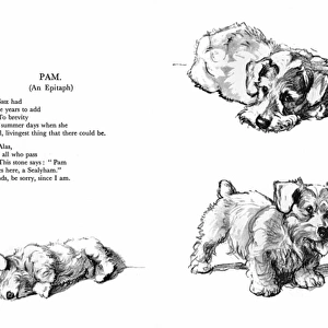 Illustrations of a Sealyham terrier by Cecil Aldin