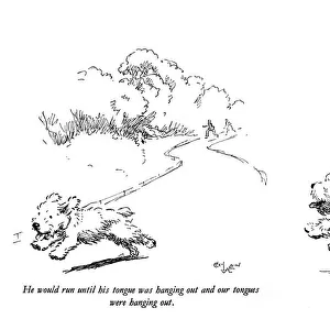 Illustrations of a Sealyham terrier puppy by Cecil Aldin