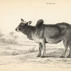 Indian ox or zebu, Bos primigenius indicus