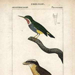 Jamaican tody, Todus todus, and white-crested