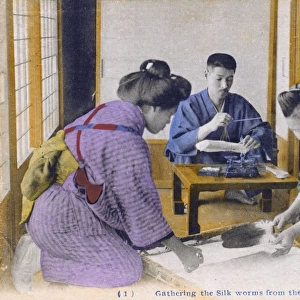 Japan - Silk Industry - Gathering silkworms from egg paper