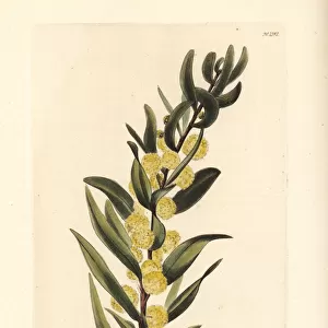 Kangaroo thorn or prickly wattle, Acacia paradoxa