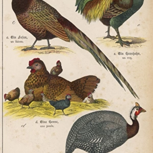 Four Kinds of Bird