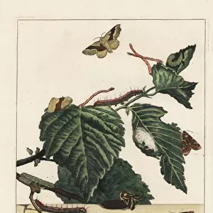Lackey moth, Malacosoma neustria, and caterpillar