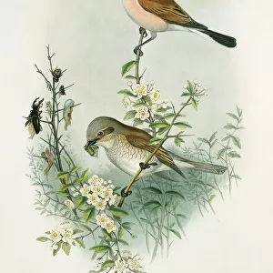 Passerines Collection: Butcherbirds