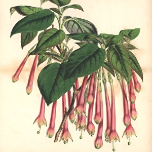 Large-flowered apetalous fuchsia, Fuchsia macrantha