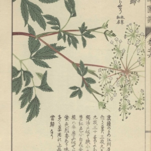 Leaves and delicate white florets of the licorice-root