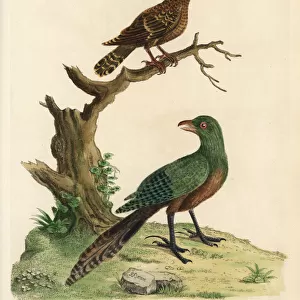 Cuckoos Collection: Asian Emerald Cuckoo