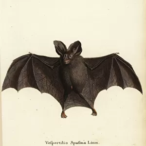 Megadermatidae Collection: Lesser False Vampire