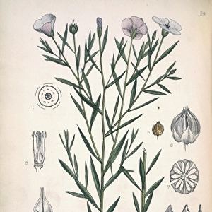 Linum usitatissimum, flax