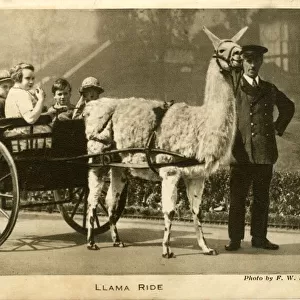 Llama Ride with keeper and children, London Zoo, London