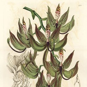 Loddiges swanwort orchid, Cycnoches loddigesii