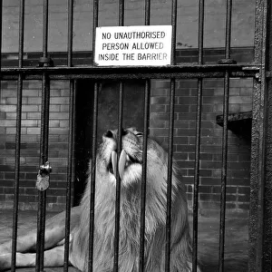 London Zoo - A large male Lion