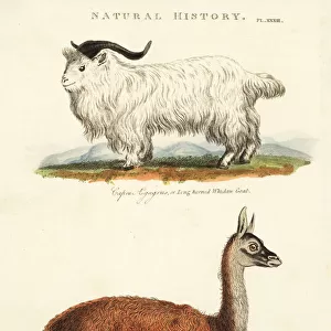 Long-horned whidaw goat, Capra aegagrus