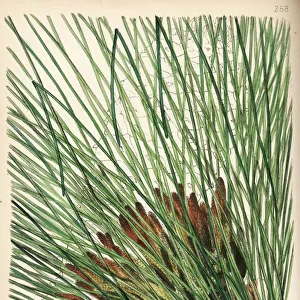 Longleaf pine, Pinus palustris