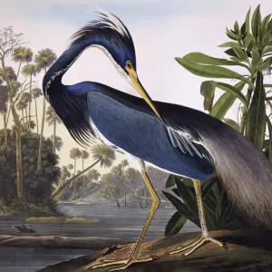 Louisiana Heron, by John James Audubon