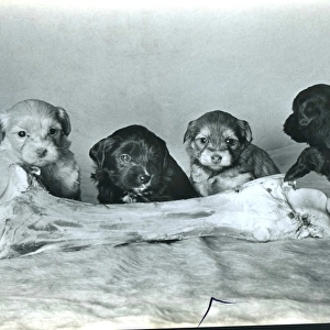 Four Lowchen puppies with a large bone