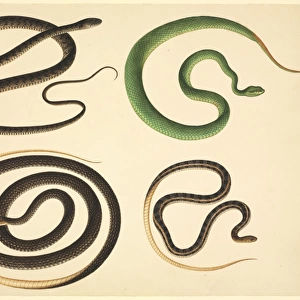 LS Plate 108 from the John Reeves Collection (Zoology)
