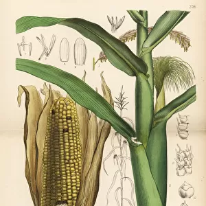Maize or Indian corn, Zea mays