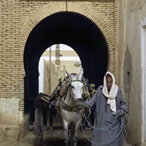 Man with mule cart, Neft, Tunisia