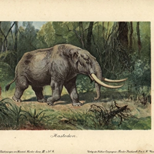 Mastodon, a large tusked mammal species of
