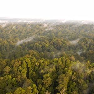 Mature rainforest at dawn, a view from a helicopter