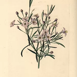 Mauve boronia, Boronia denticulata