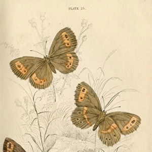 Meadow Brown Butterflies