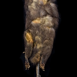 Megalomys luciae, saint lucia giant rice rat (holotype)