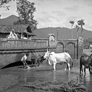 Men with cattle at Gampola, Sri Lanka