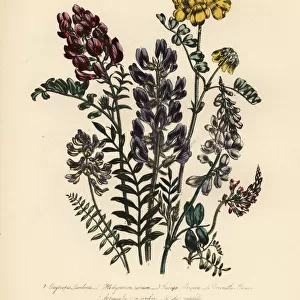 Milkvetch and honeysuckle species
