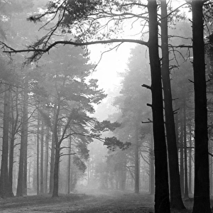 Mist in the Pinewoods