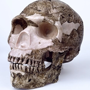 Modern Homo sapiens skull (Skhul V)