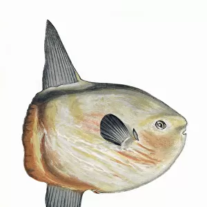 O Collection: Ocean Sunfish