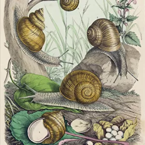 Snails Collection: Related Images