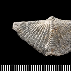 Mucrospirifer, a fossil brachiopod