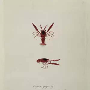 Munida gregaria, lobster krill