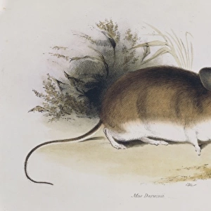 Mus darwinii, Darwins mouse