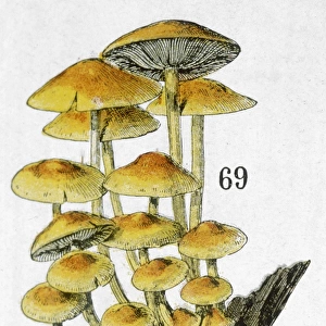 Mushroom Cluster 19C