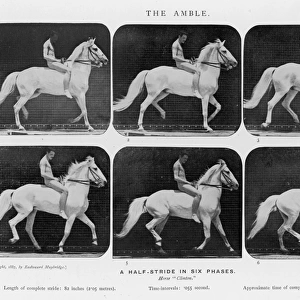 Muybridge - Horse Amble