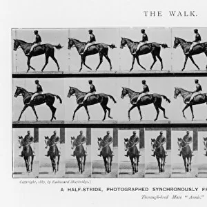 Muybridge - Race Horse