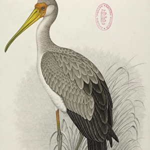 Mycteria ibis, Yellow-billed stork