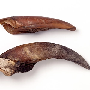 Mylodon darwinii, ground sloth toenails