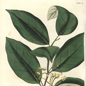 Myristica officinalis or Myristica fragrans