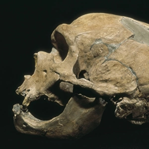 Neanderthal man skull (Homo Sapiens Neanderthalensis)