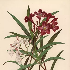 Nerium or oleander, Nerium oleander